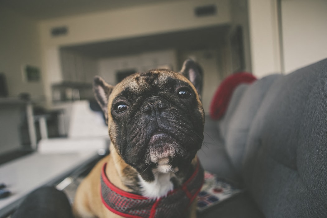 A french bulldog close up sitting on a couch